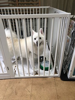 ペットホテル