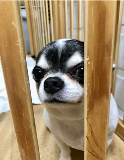 ペットホテル