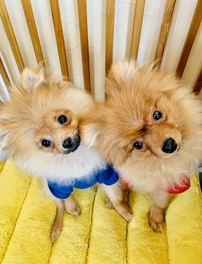 こんにちは
