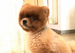 トリミング